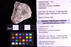 Foto (Objekt + Etiketten) von Bullariscus sp. (NHMW-GEO-1990-0041-0505)